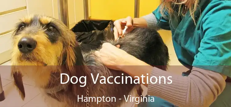 Dog Vaccinations Hampton - Virginia