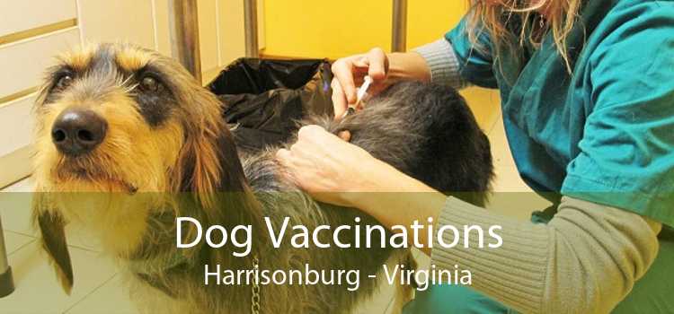 Dog Vaccinations Harrisonburg - Virginia