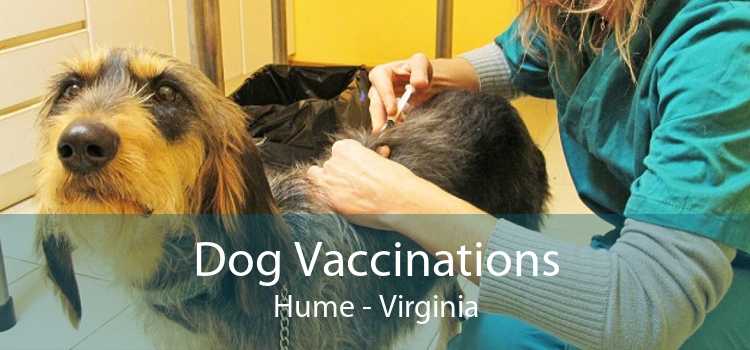 Dog Vaccinations Hume - Virginia