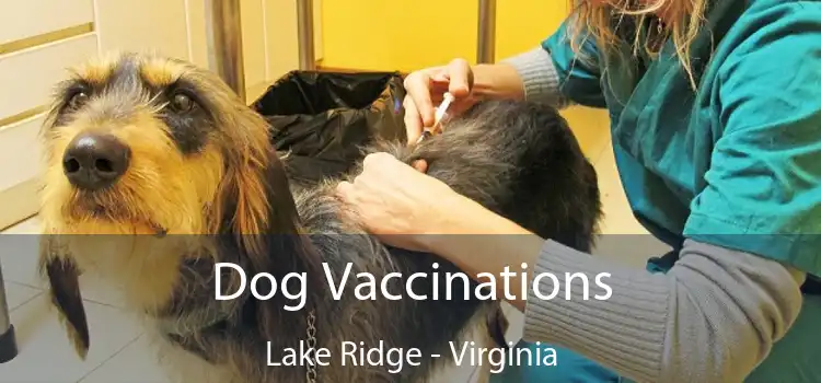 Dog Vaccinations Lake Ridge - Virginia