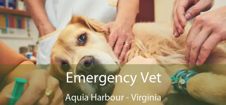 Emergency Vet Aquia Harbour - Virginia