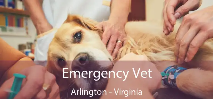 Emergency Vet Arlington - Virginia