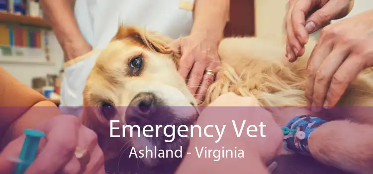 Emergency Vet Ashland - Virginia