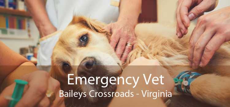 Emergency Vet Baileys Crossroads - Virginia