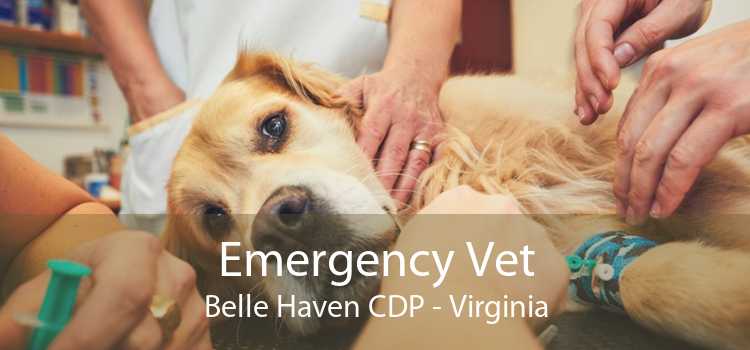 Emergency Vet Belle Haven CDP - Virginia