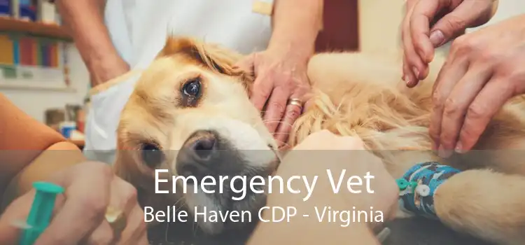 Emergency Vet Belle Haven CDP - Virginia