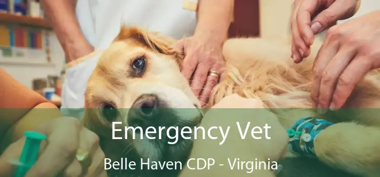 Emergency Vet Belle Haven CDP - Virginia