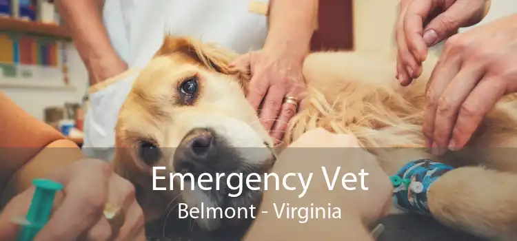 Emergency Vet Belmont - Virginia