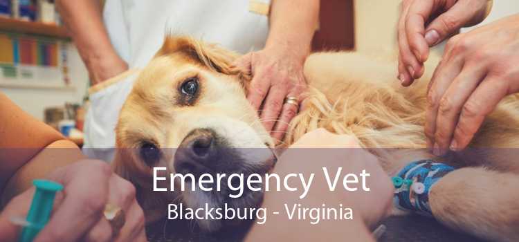 Emergency Vet Blacksburg - Virginia
