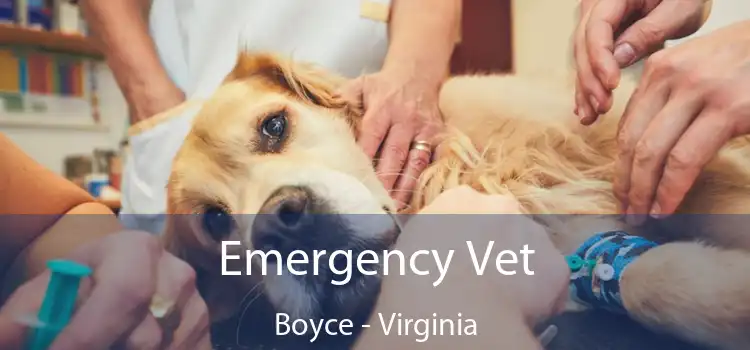 Emergency Vet Boyce - Virginia