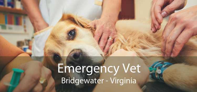 Emergency Vet Bridgewater - Virginia