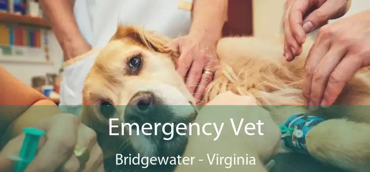 Emergency Vet Bridgewater - Virginia