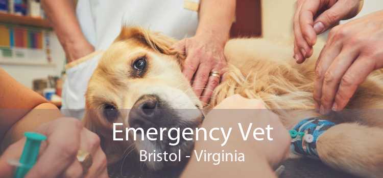 Emergency Vet Bristol - Virginia
