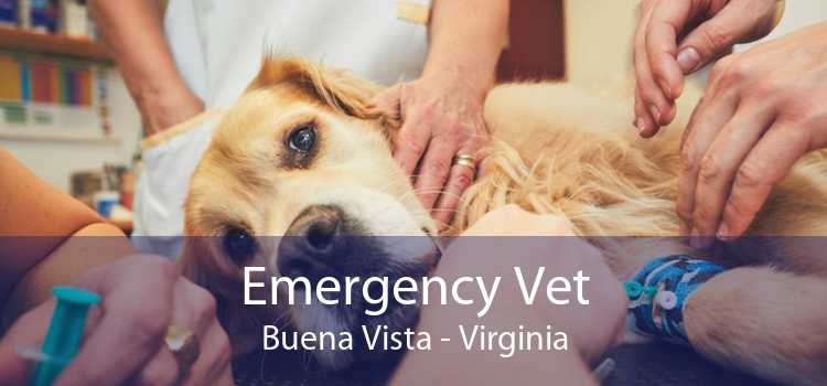 Emergency Vet Buena Vista - Virginia