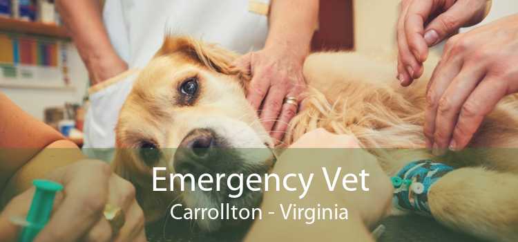 Emergency Vet Carrollton - Virginia