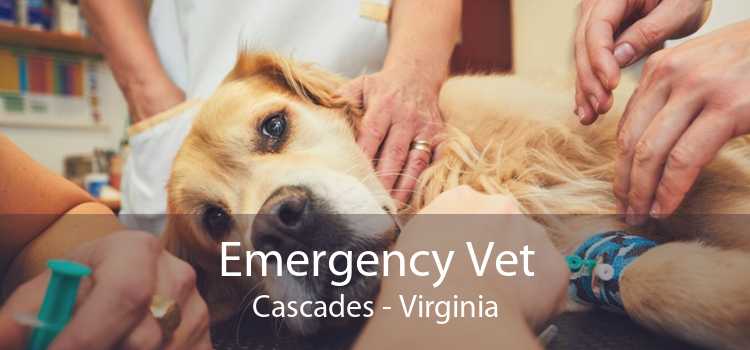 Emergency Vet Cascades - Virginia