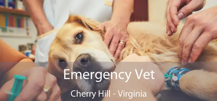 Emergency Vet Cherry Hill - Virginia