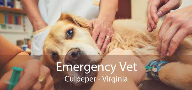 Emergency Vet Culpeper - Virginia