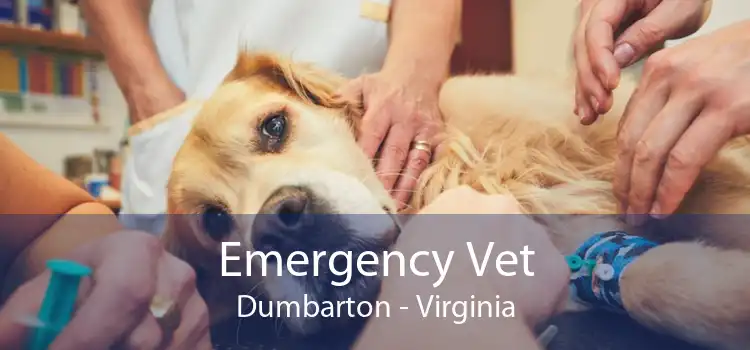 Emergency Vet Dumbarton - Virginia