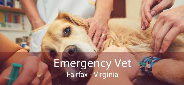 Emergency Vet Fairfax - Virginia