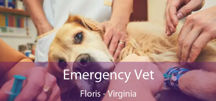 Emergency Vet Floris - Virginia