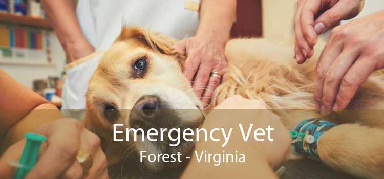 Emergency Vet Forest - Virginia