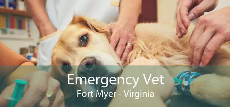 Emergency Vet Fort Myer - Virginia