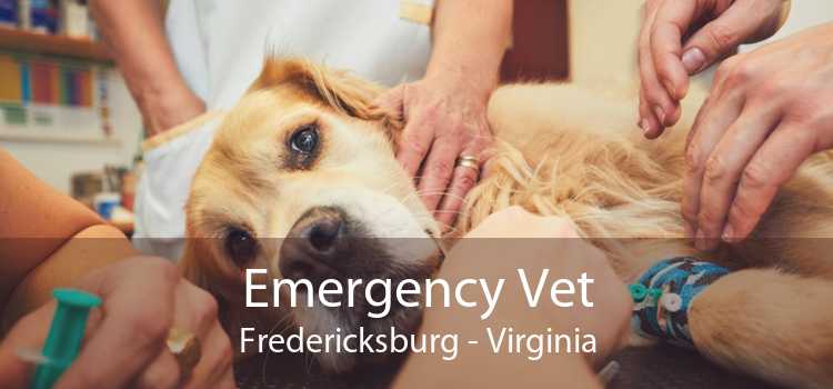 Emergency Vet Fredericksburg - Virginia