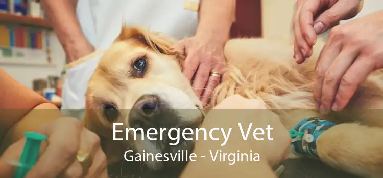 Emergency Vet Gainesville - Virginia
