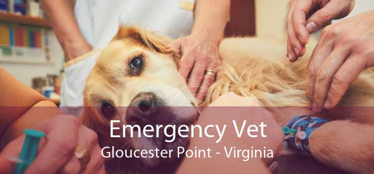 Emergency Vet Gloucester Point - Virginia