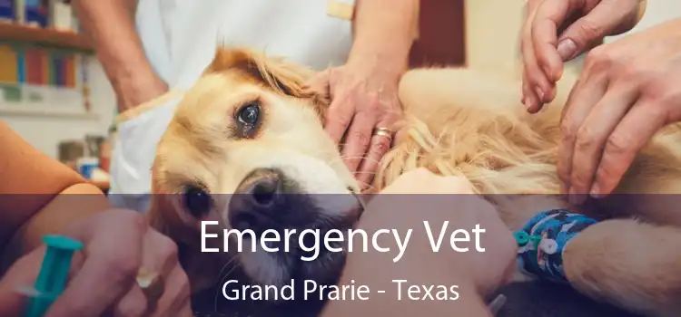 Emergency Vet Grand Prarie - Texas