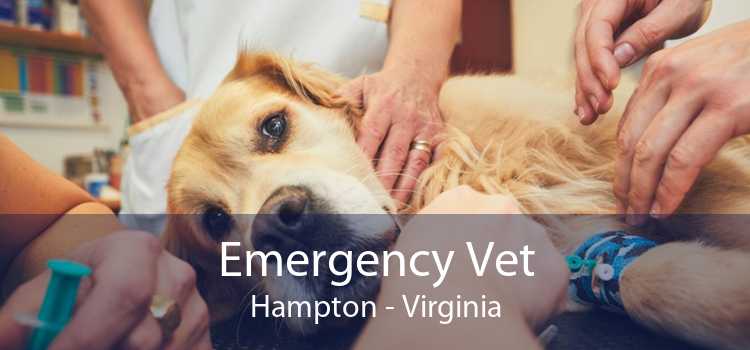 Emergency Vet Hampton - Virginia