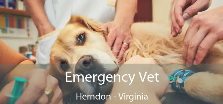 Emergency Vet Herndon - Virginia