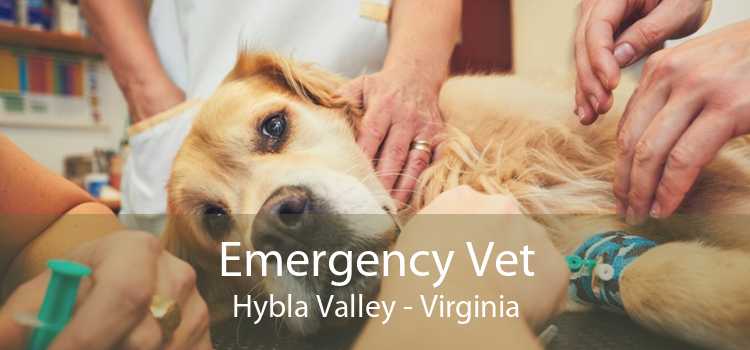 Emergency Vet Hybla Valley - Virginia