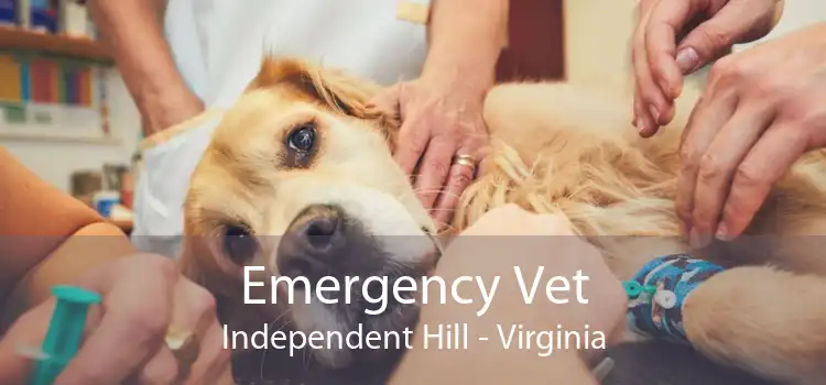 Emergency Vet Independent Hill - Virginia