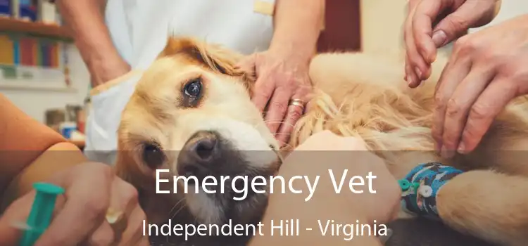 Emergency Vet Independent Hill - Virginia