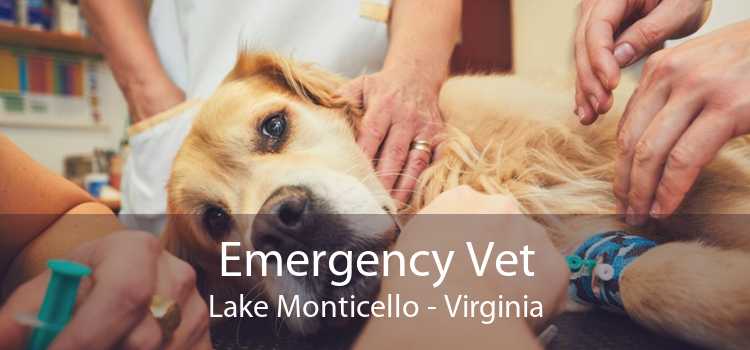 Emergency Vet Lake Monticello - Virginia