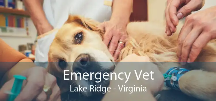 Emergency Vet Lake Ridge - Virginia