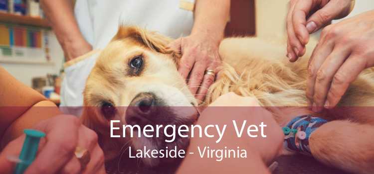 Emergency Vet Lakeside - Virginia