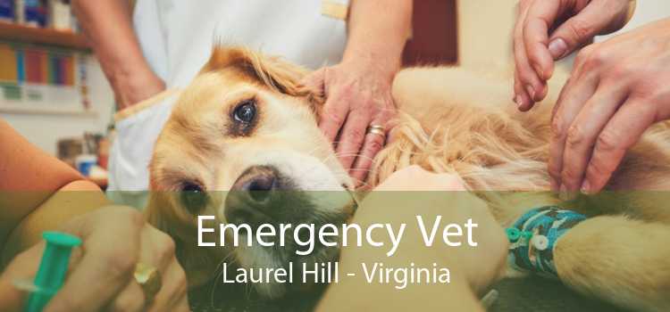 Emergency Vet Laurel Hill - Virginia