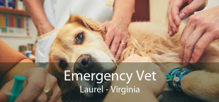 Emergency Vet Laurel - Virginia