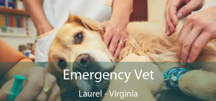 Emergency Vet Laurel - Virginia