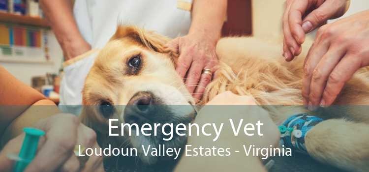 Emergency Vet Loudoun Valley Estates - Virginia