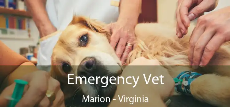 Emergency Vet Marion - Virginia