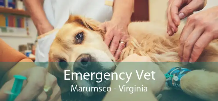 Emergency Vet Marumsco - Virginia