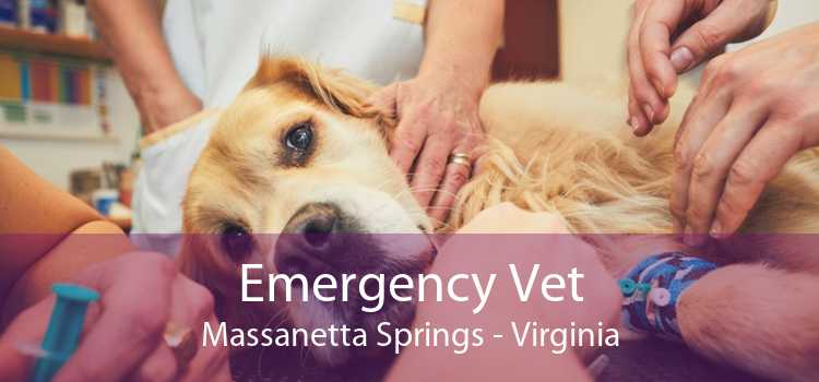 Emergency Vet Massanetta Springs - Virginia