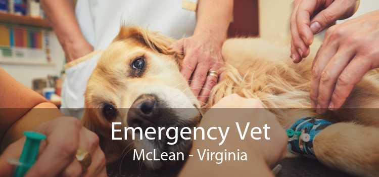 Emergency Vet McLean - Virginia