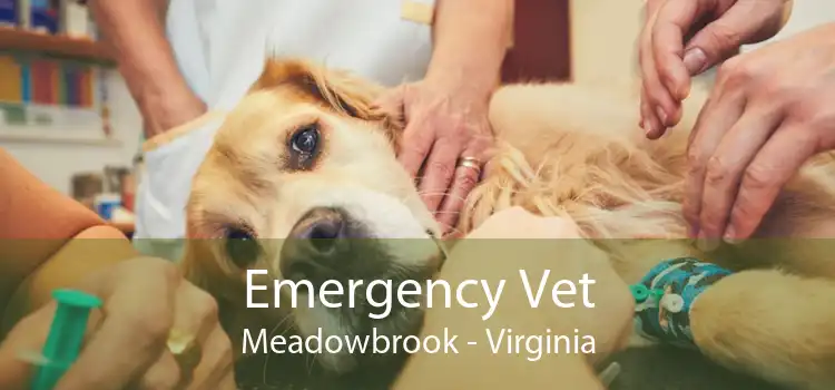 Emergency Vet Meadowbrook - Virginia
