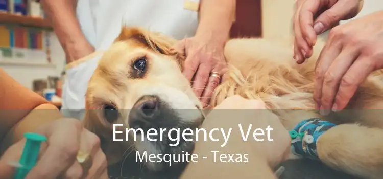 Emergency Vet Mesquite - Texas