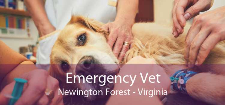 Emergency Vet Newington Forest - Virginia